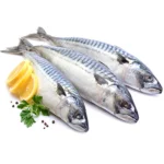 MACKEREL 300/500 20KG (FROZEN)