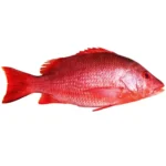 Red Snapper Fish