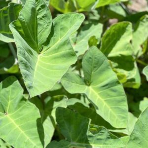 Fresh Kontomire/cocoyam leaves/Taro leaves